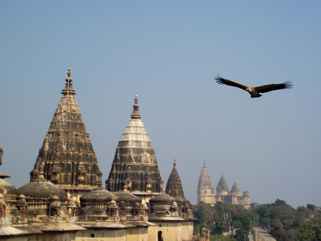 Flying Vulture Orchha India