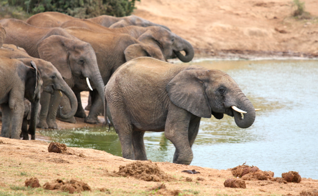 Elephants at a watering hole, Addo National Park