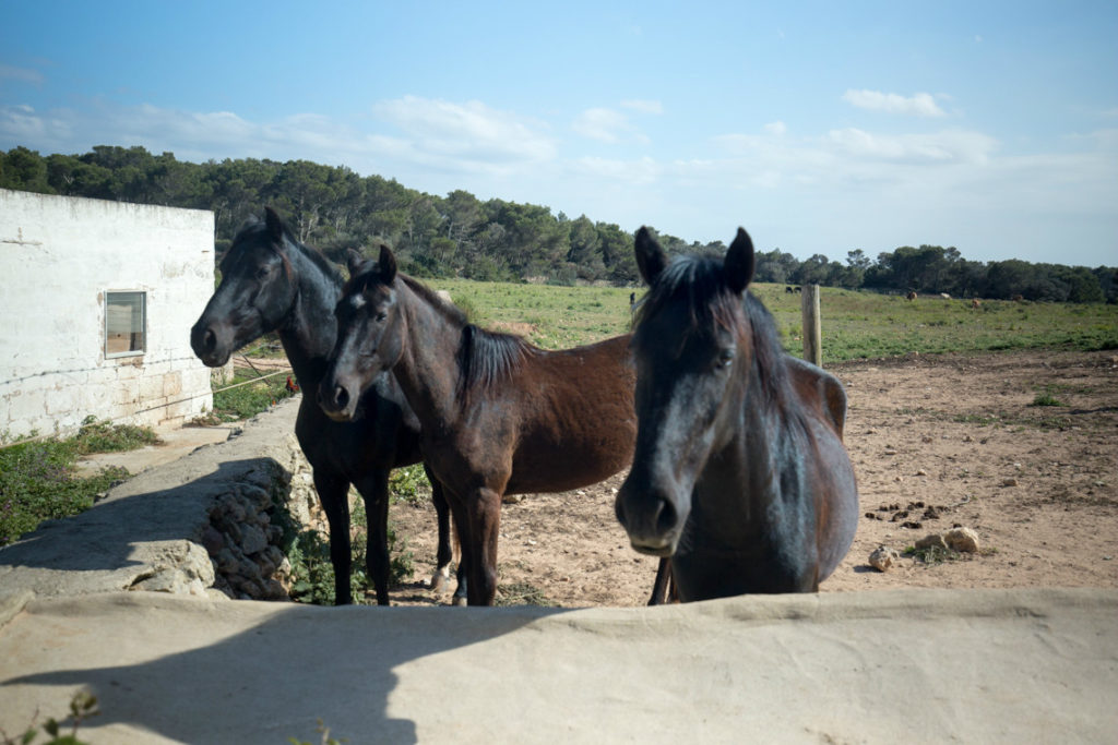 Menorcan horses