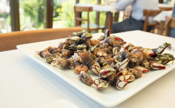 Galician barnacles at Leira Antiga