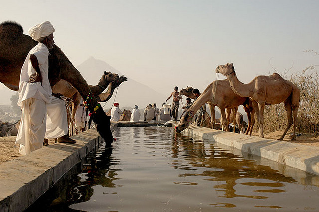 Pushkar Camel Festival