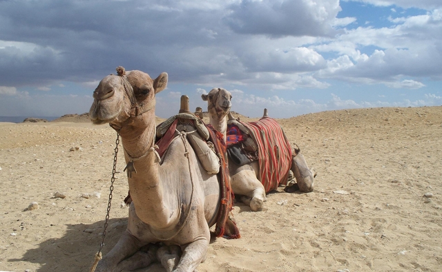 Camel Egypt