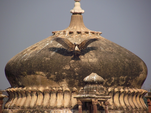 Vulture and Temple Orchha India