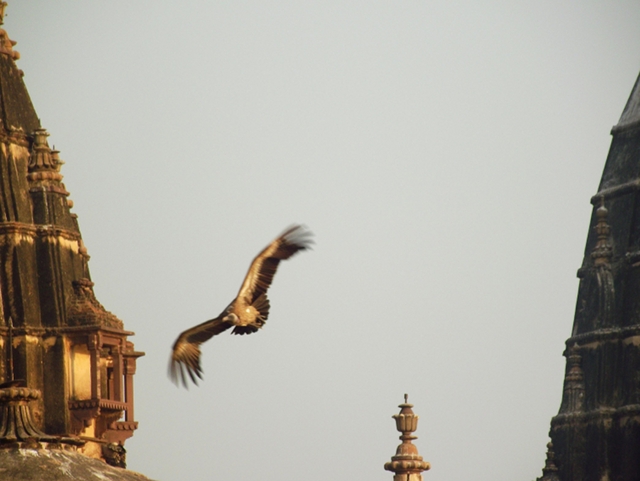 Flying Vulture over Temples in India