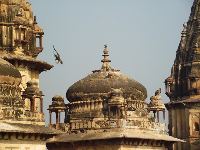 Indian Vultures Orchha