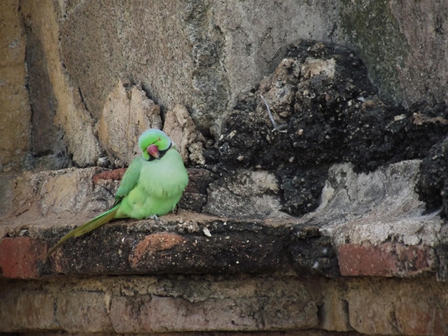 Green Parakeet Temples India