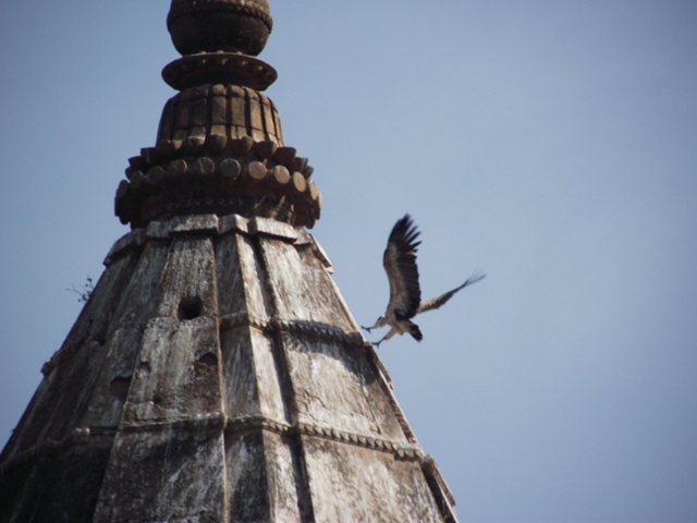 Vultures Temples Orchha India