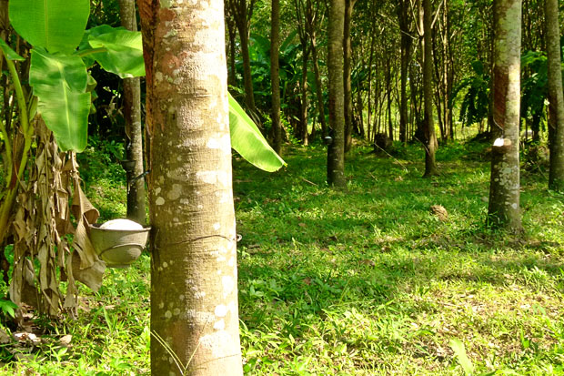 Rubber Plantation, Koh Yao Noi