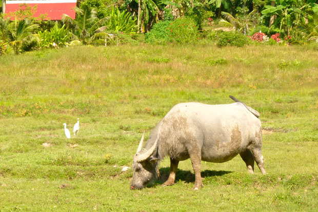 Water Buffalo, Koh Yao Noi