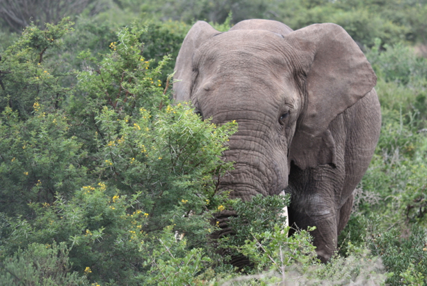 Adult Elephant