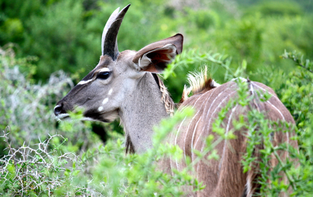 Antelope Addo National Park