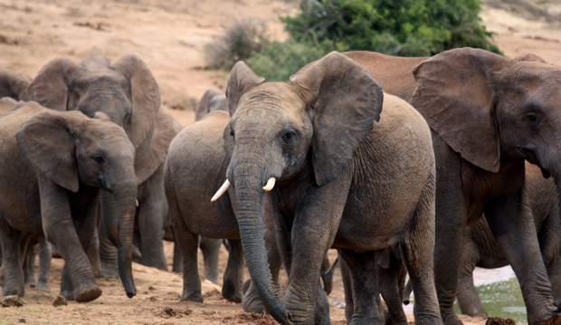 A herd of elephants