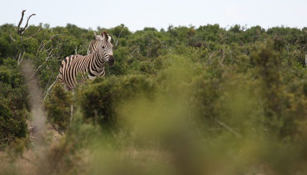 Zebra, Addo National Park