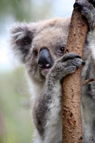 Koala close up 