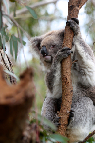 Koala in a tree