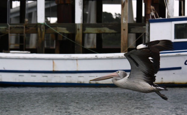 Flying Pelican