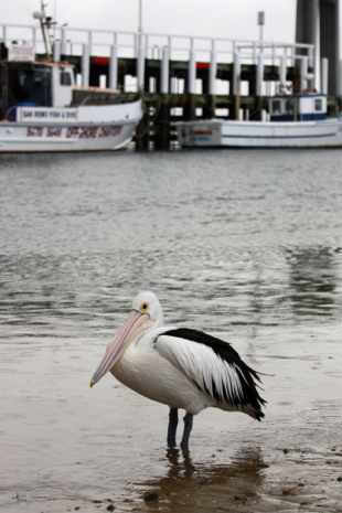 Solo pelican