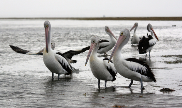 A group of pelicans