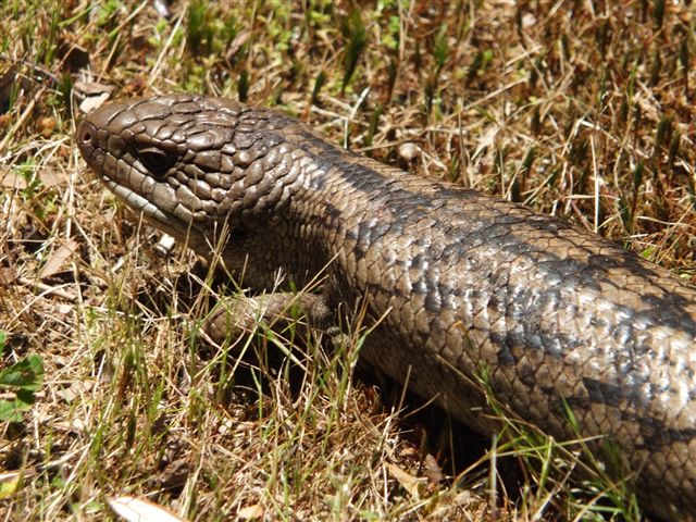 Australian wildlife Blue Tongue Lizard