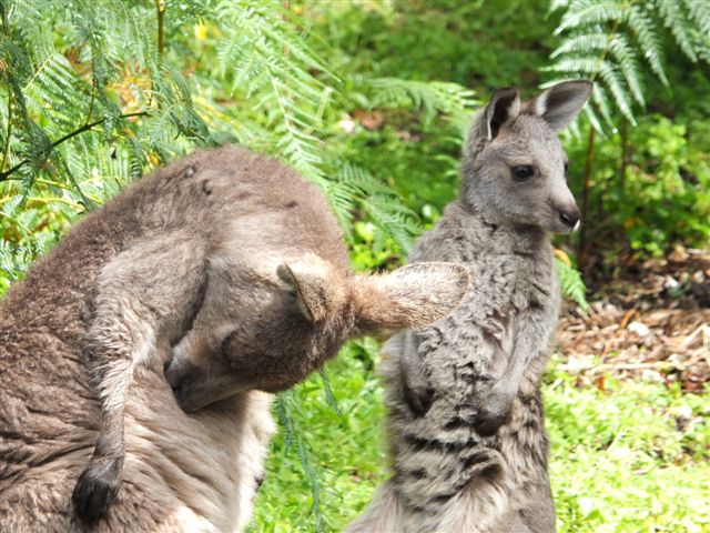 Australian wildlife Eastern Grey Kangaroos, Venus Bay Eco Retreat
