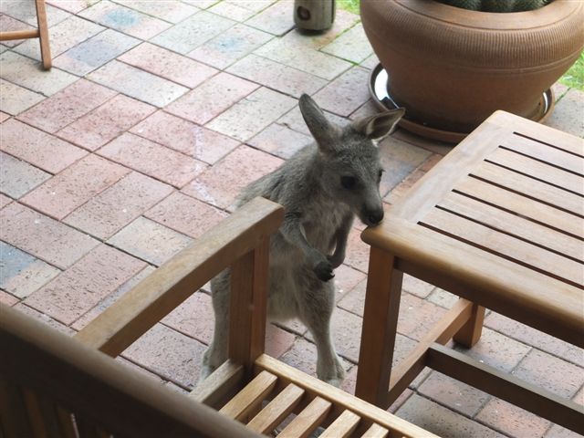 Australian wildlife curious young kangaroo, Venus Bay Eco Retreat