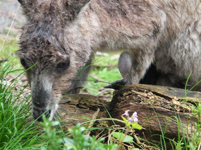 Kangaroo mother enjoys native grasses, Venus Bay Eco Retreat