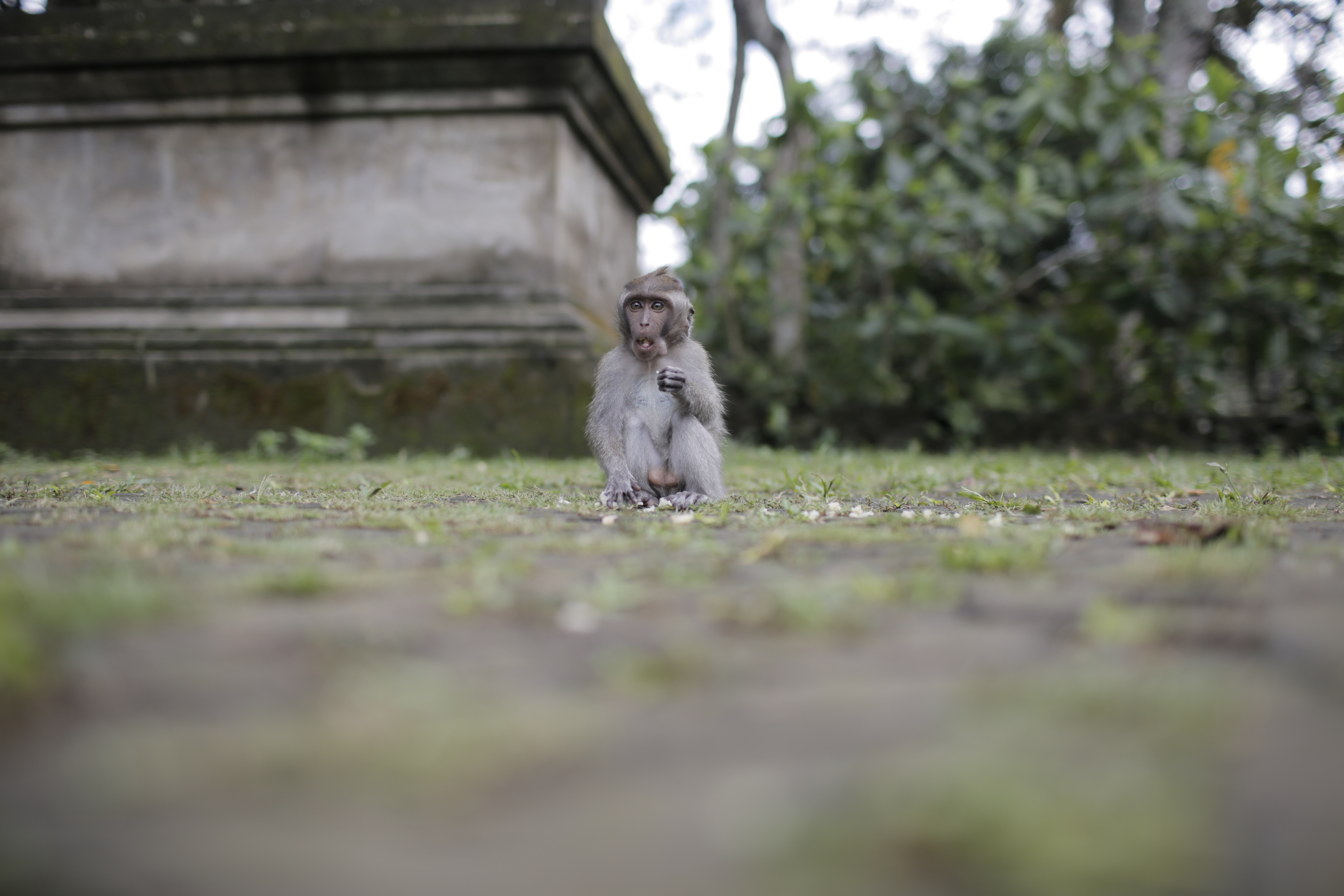 monkey-ubud