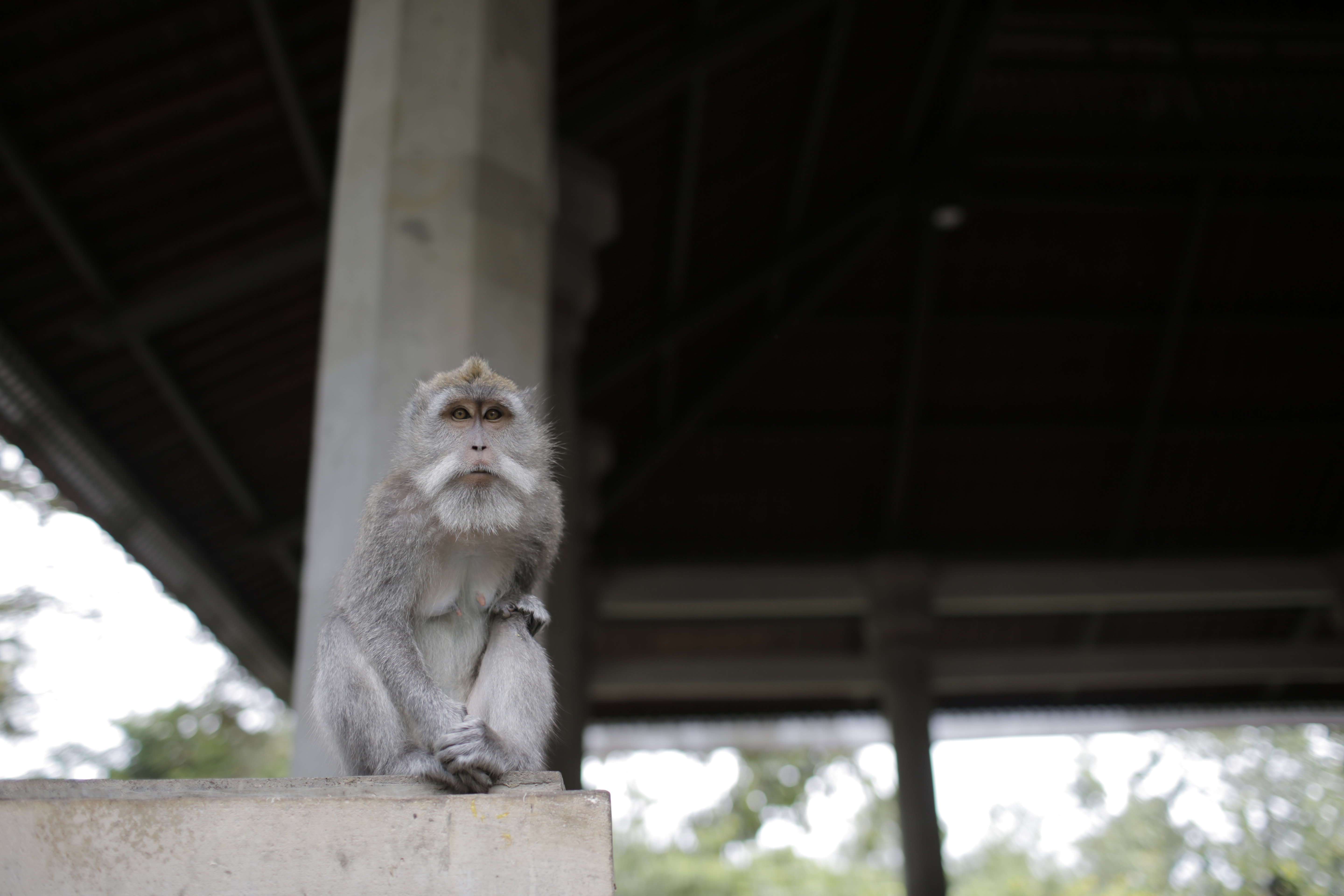 old-monkey-ubud