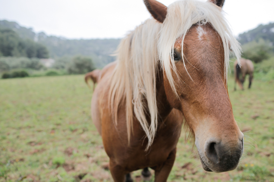 Horse, Menorca