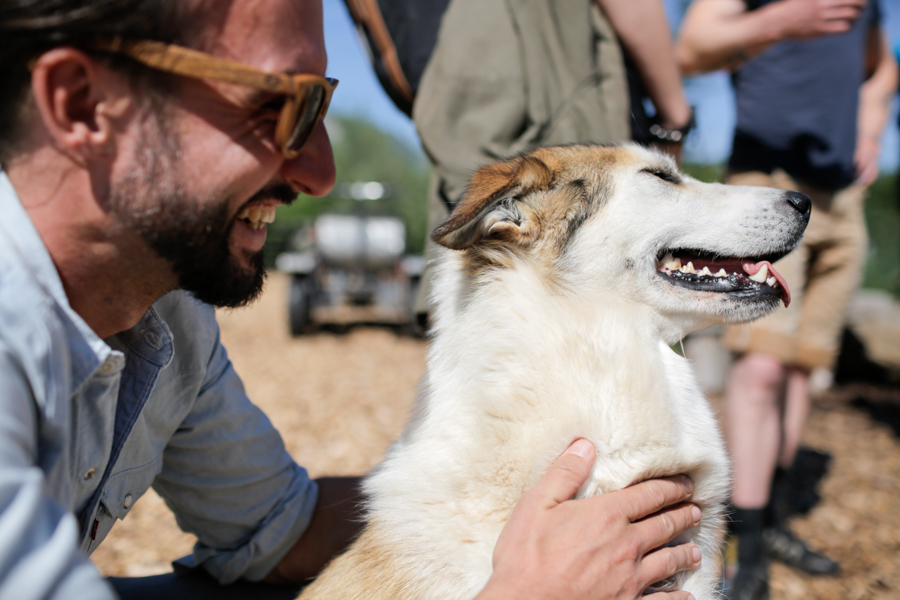 Meeting huskies Tirol, Austria