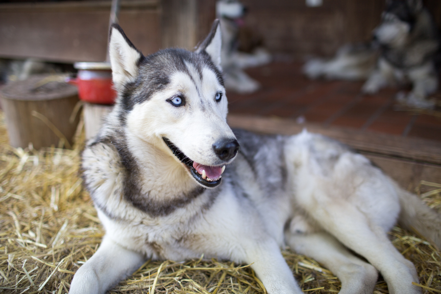 Tirol Husky