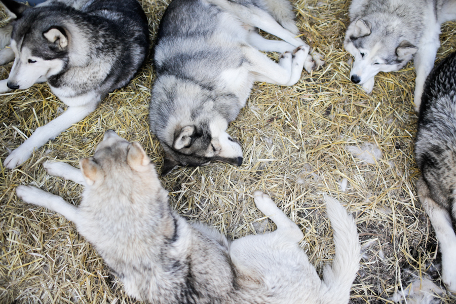 Sleeping huskies