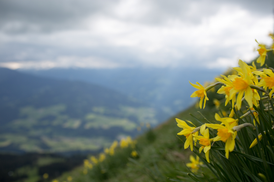 Daffodils on the mountainside