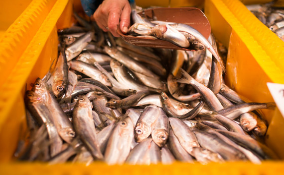 Fish at Riga central market