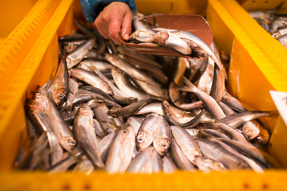 Fish at Riga central market