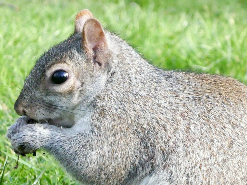 Squirrel 4K Photo park