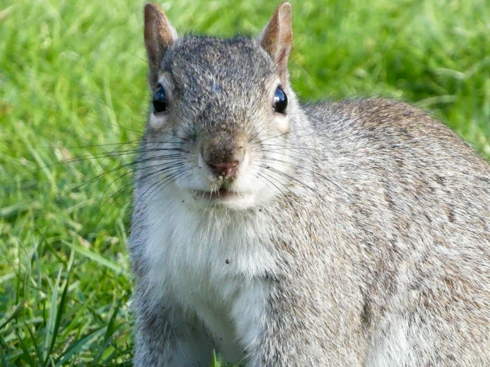 Squirrel in 4K Photo