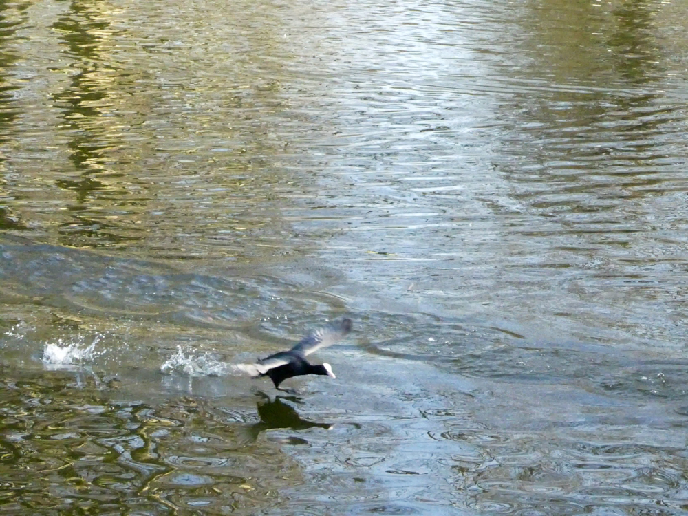 Bird landing on pond 4K photos