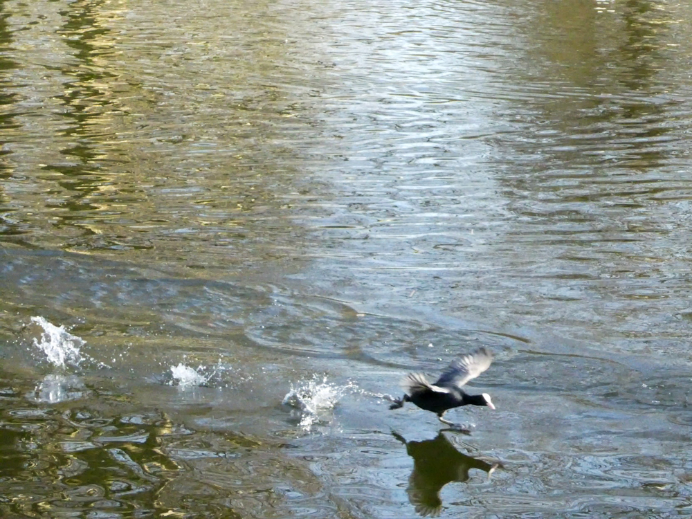 Bird landing on pond 4K photos