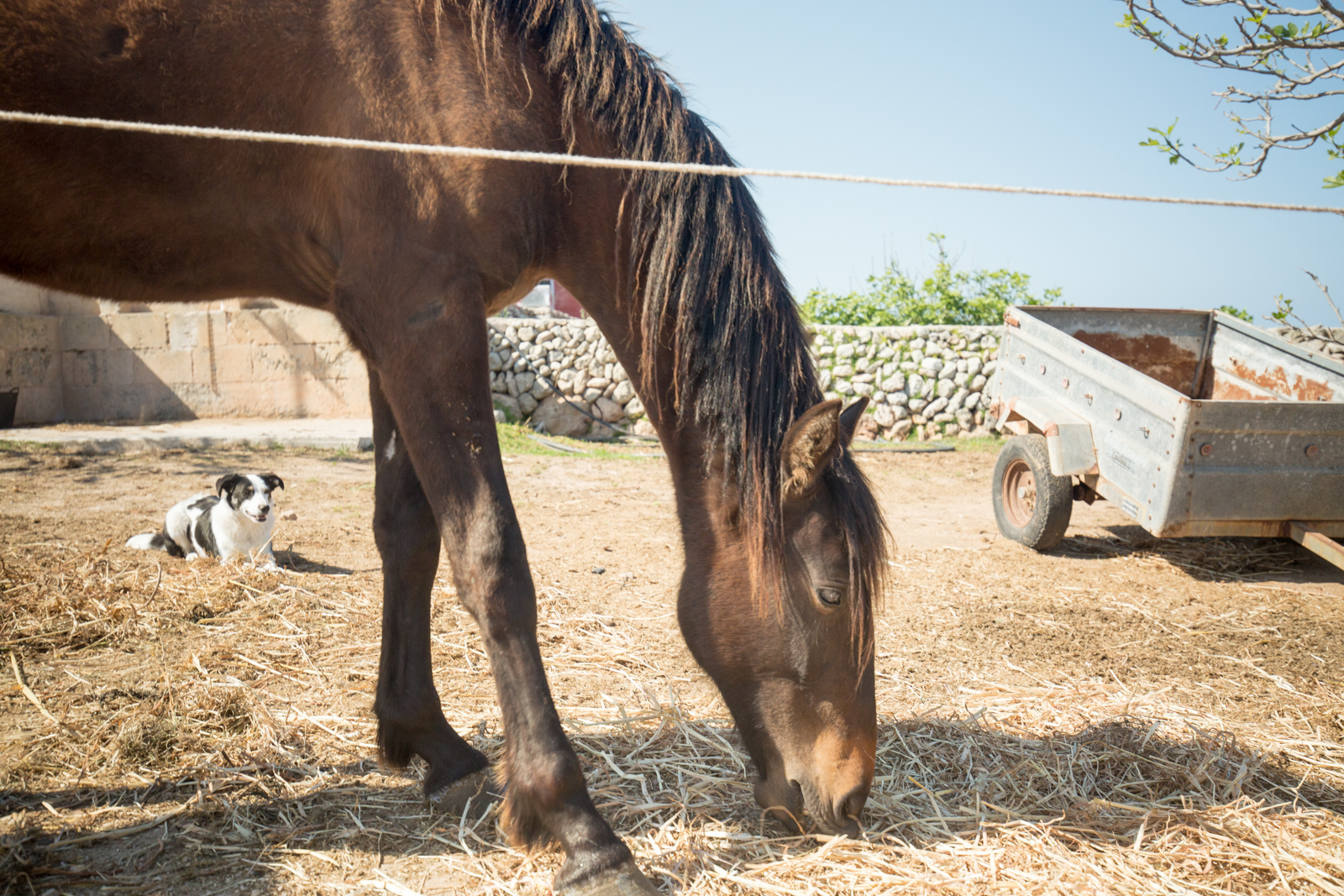 Horse and dog at Son Angel