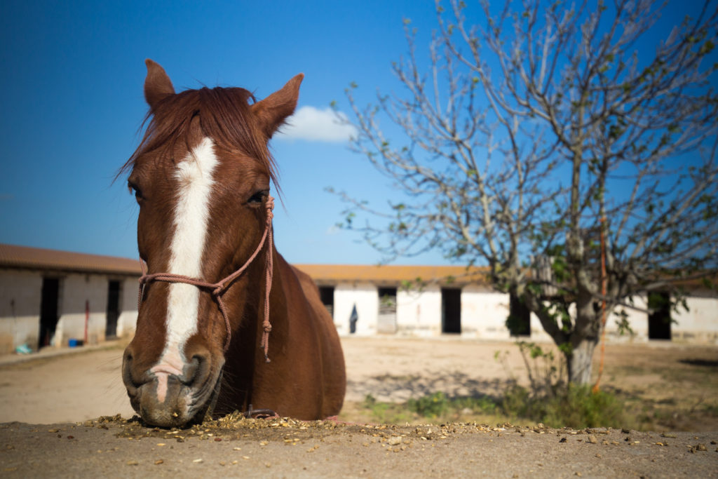 Horse at Son Angel