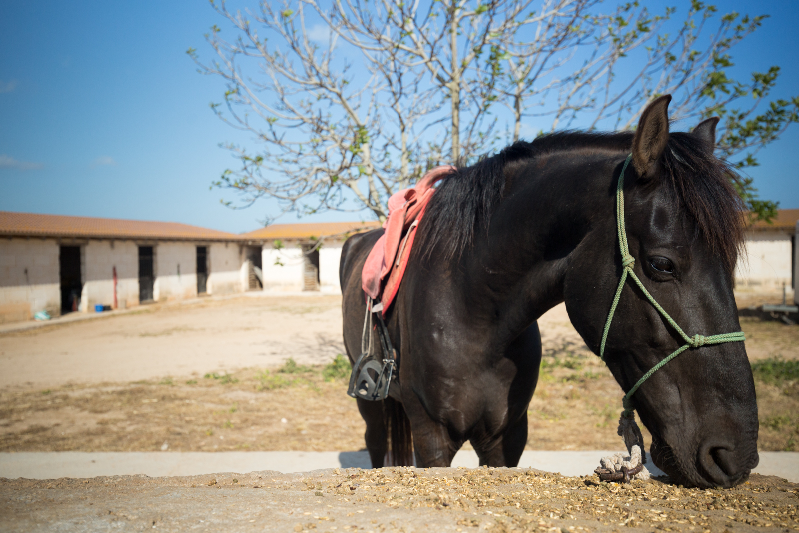 Menorcan Horse