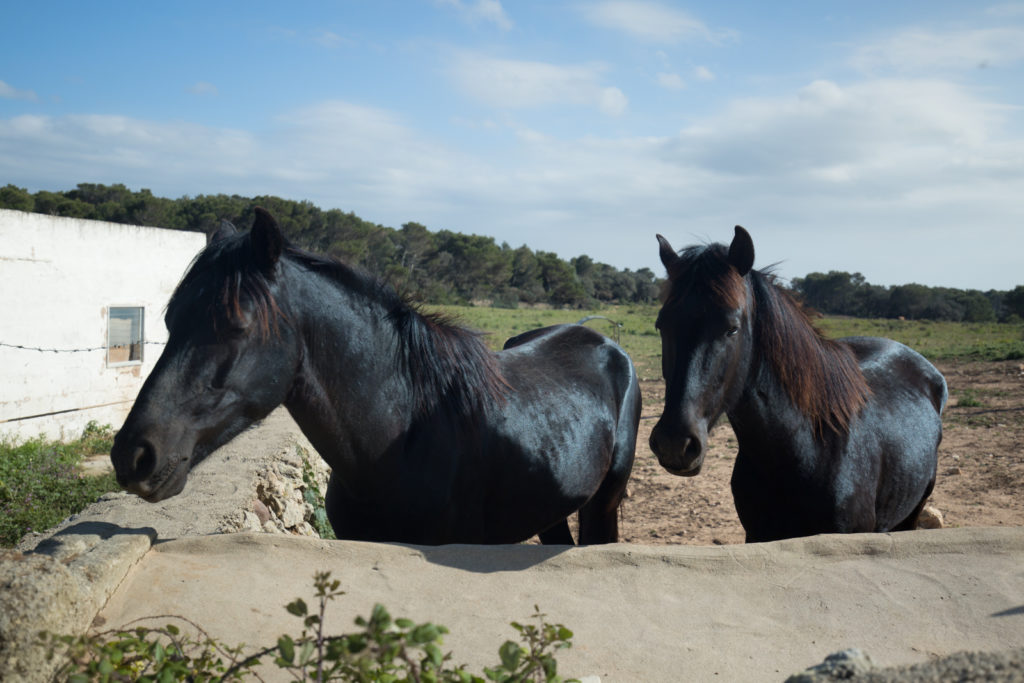 Menorcan Horses