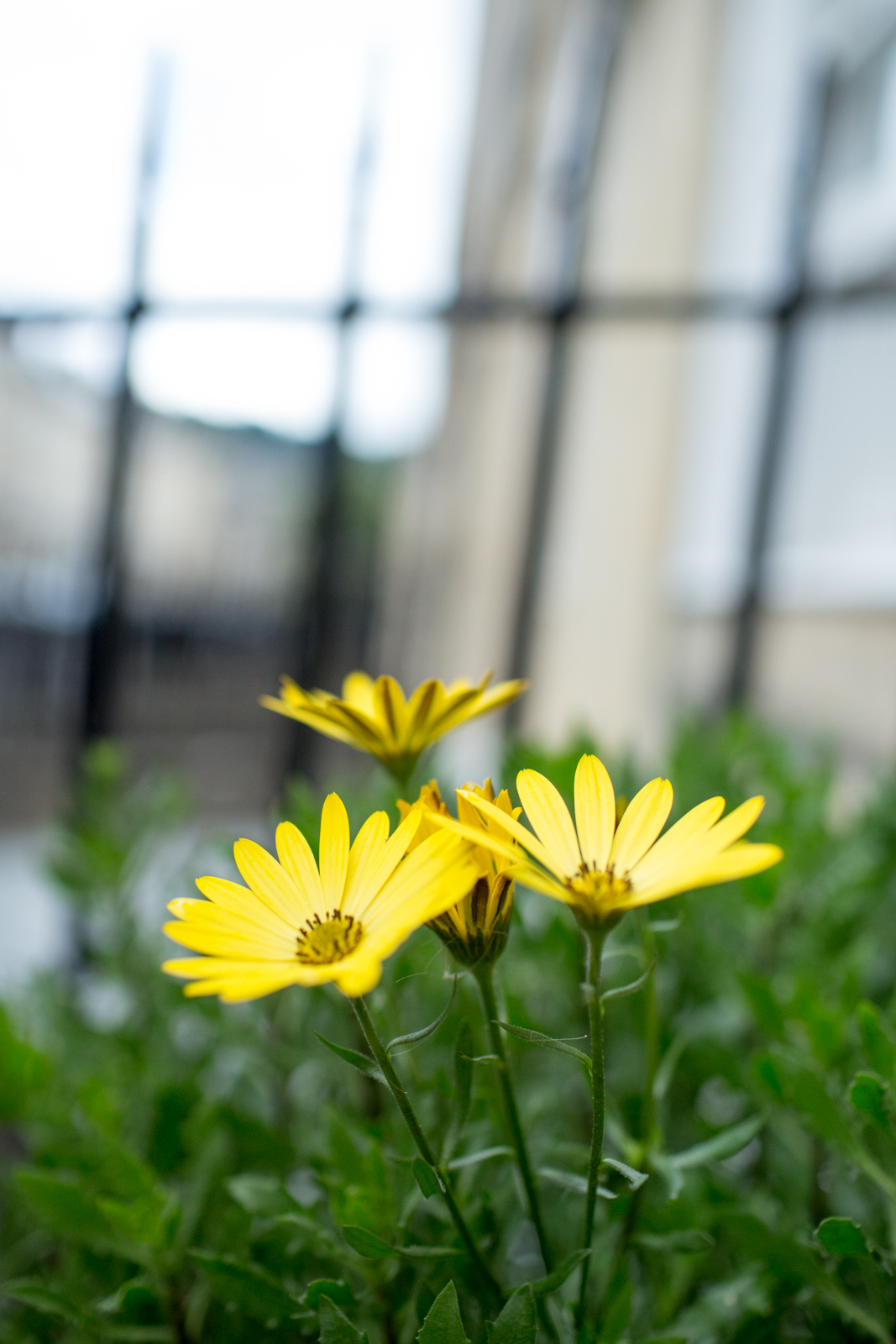 Flowers outside of Henrietta House in Bath